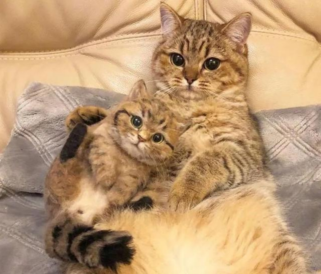 母猫交配后，为什么会满地打滚，还转头攻击雄性？