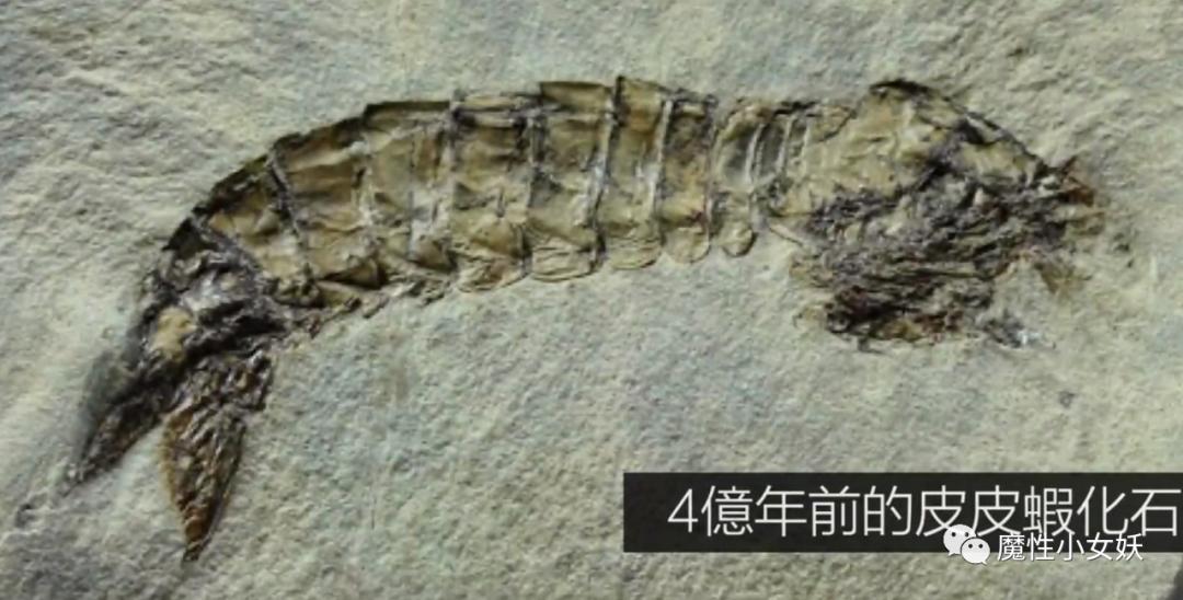 非常好吃的皮皮虾你们吃过吗,超大的皮皮虾带给大家认识一下