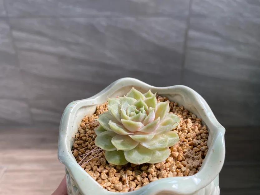 五月的颜色作文,五月的颜色对照表