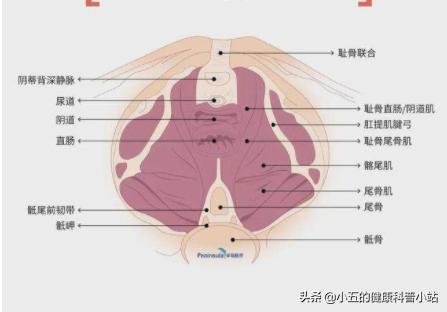 老年女性漏尿有什么锻炼的方法,中老年女性漏尿最好治疗方法