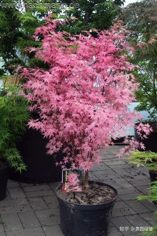 「秋天必看」枫树图鉴22年版——鸡爪枫及日本枫篇