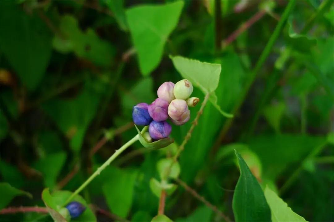 小时候在农村常见的32种植物,小时候有什么植物叫不上名的