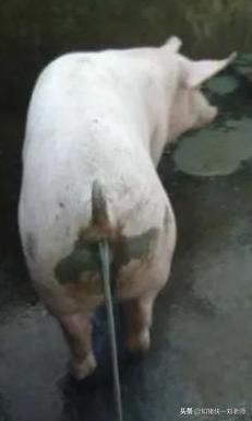 猪场所有猪突发全部拉稀,猪场治疗拉稀的药