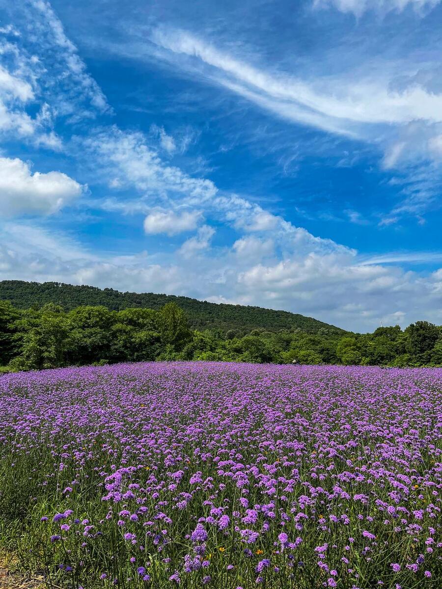 武汉五月看花的地方有哪些,武汉五月的花海