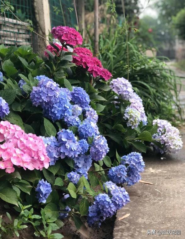 绣球花新叶发黑怎么办,绣球花期过了怎么处理