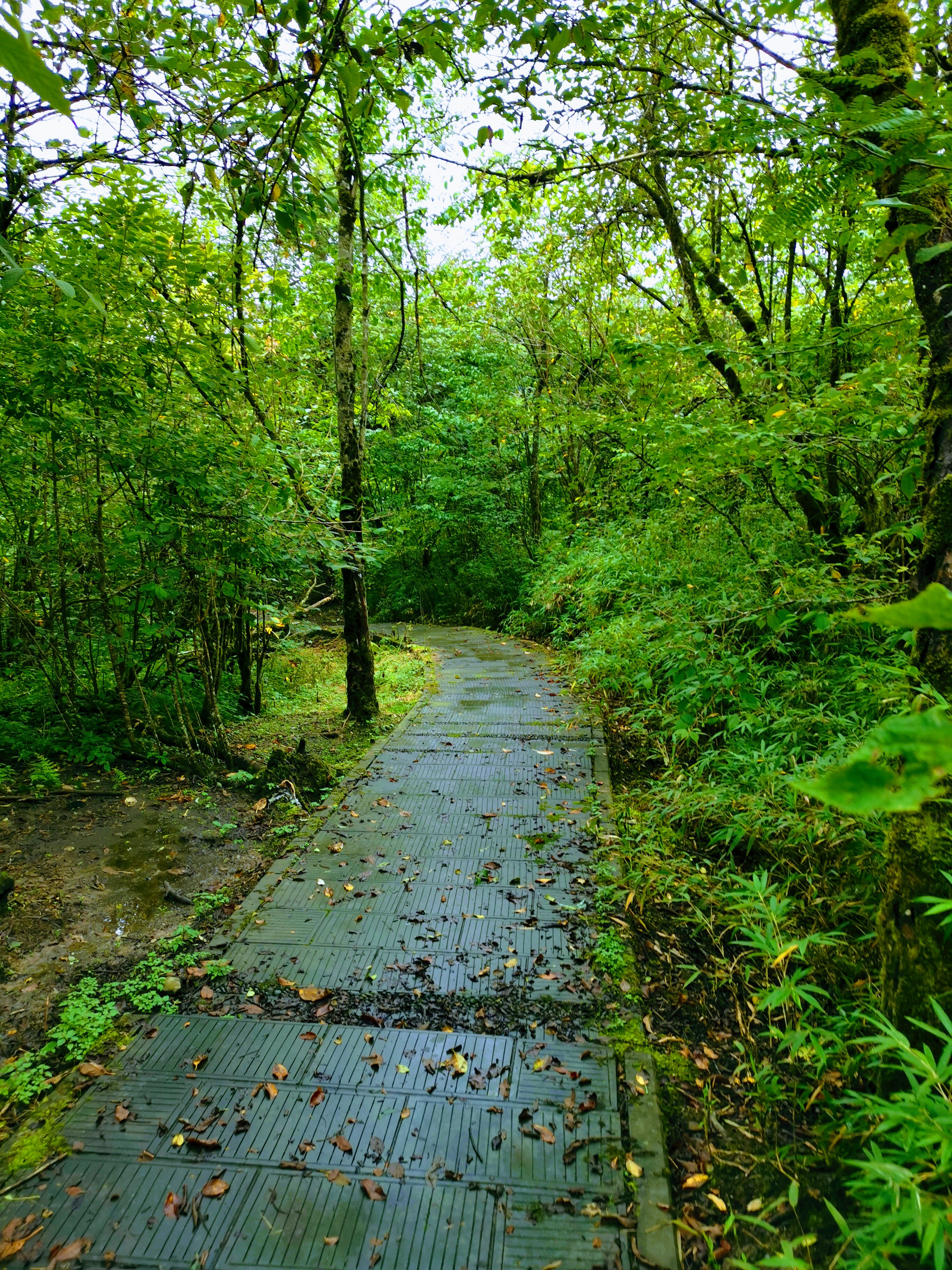 成都大邑徒步旅游攻略,大邑西岭雪山后山门票