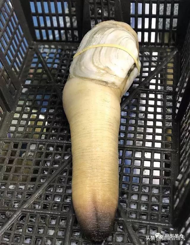 世界顶级海鲜食材,世界顶级的海鲜视频