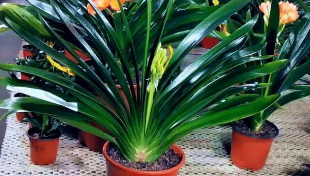 家里什么花不能养释放毒气,自带财气的8种花客厅养