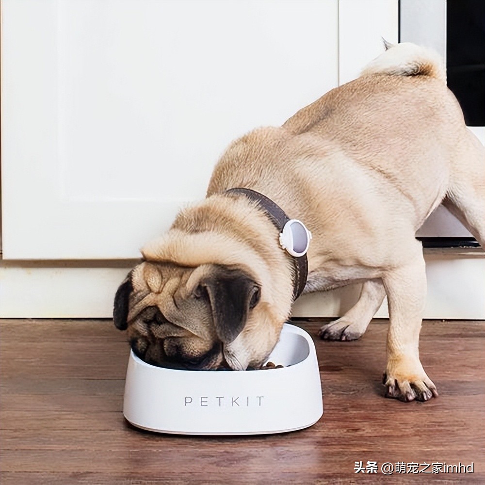 宠物用哪个碗不容易有细菌,宠物天天洗澡会怎么样