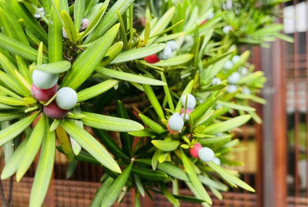 心动！那些藏在崇明民宿里的初秋小美好