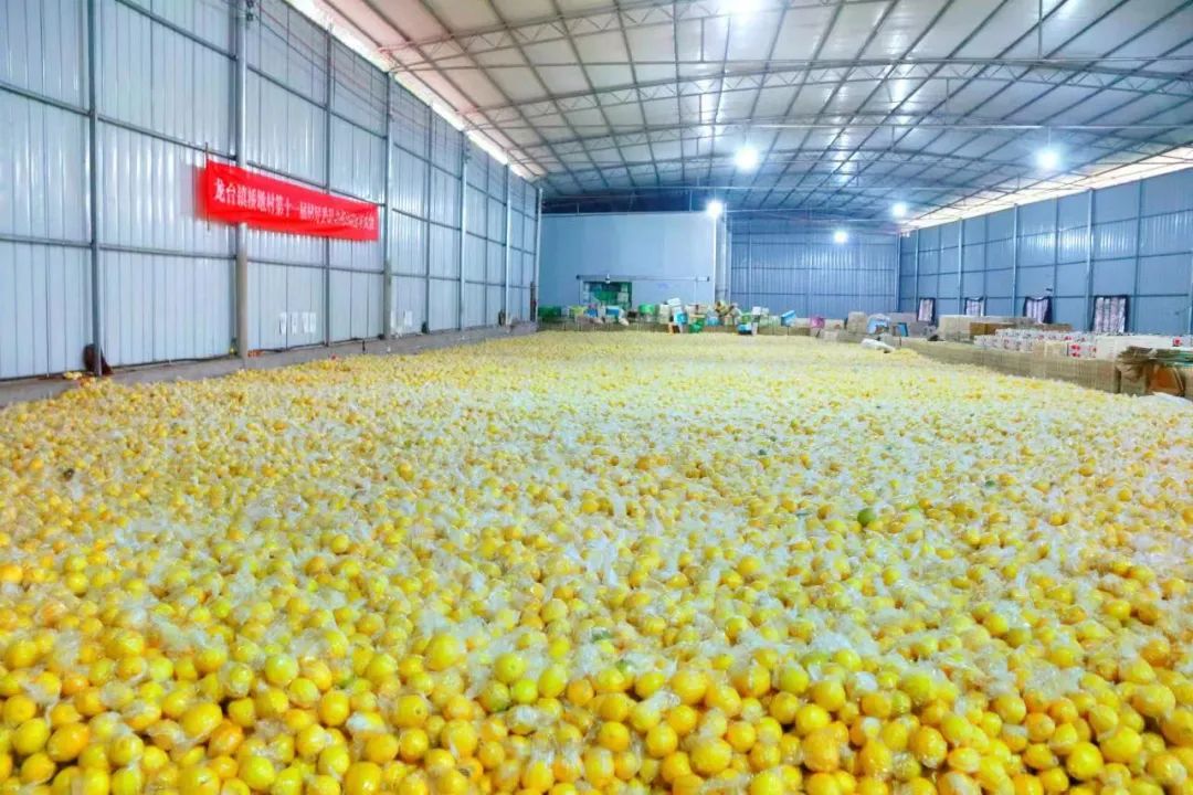 安岳柠檬品质优越原因,安岳柠檬一之乡