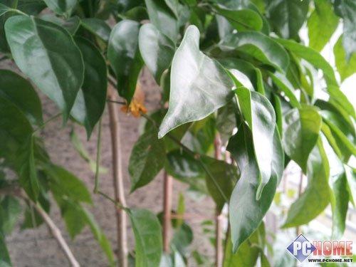 三星i829评测,三星i929电信版为何连接不了网络