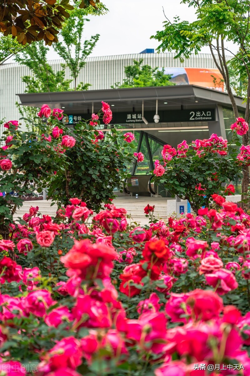 咏月季花的诗,月季花七绝诗