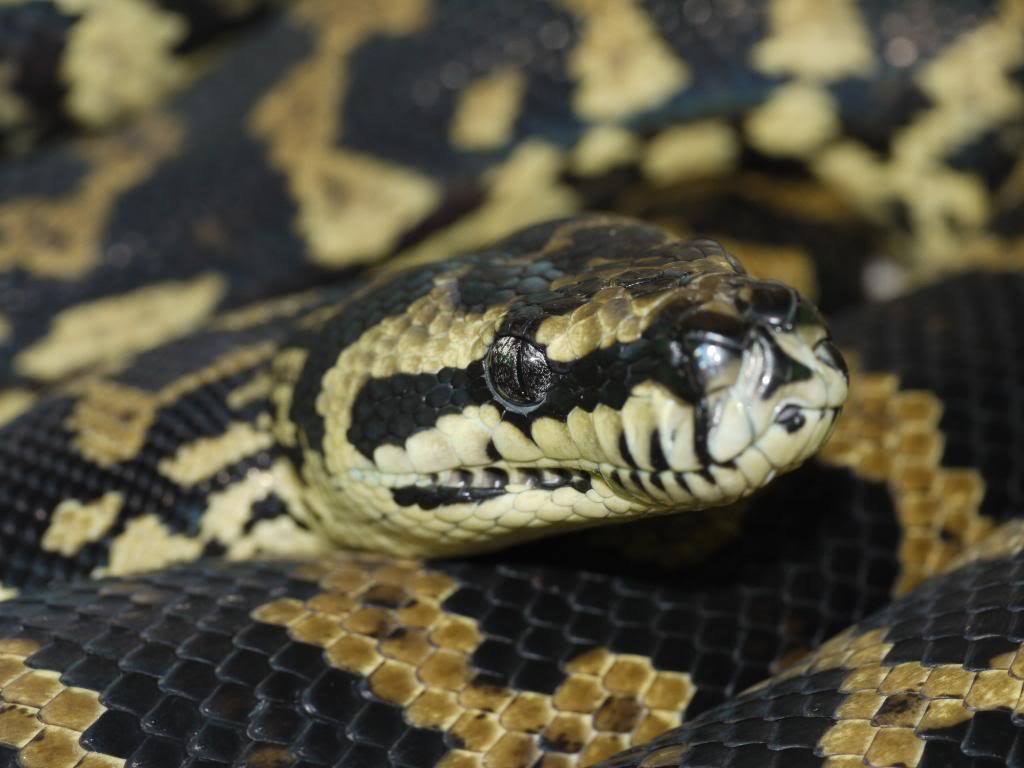 世界最大的蛇类,中国最大的蛇类展览馆