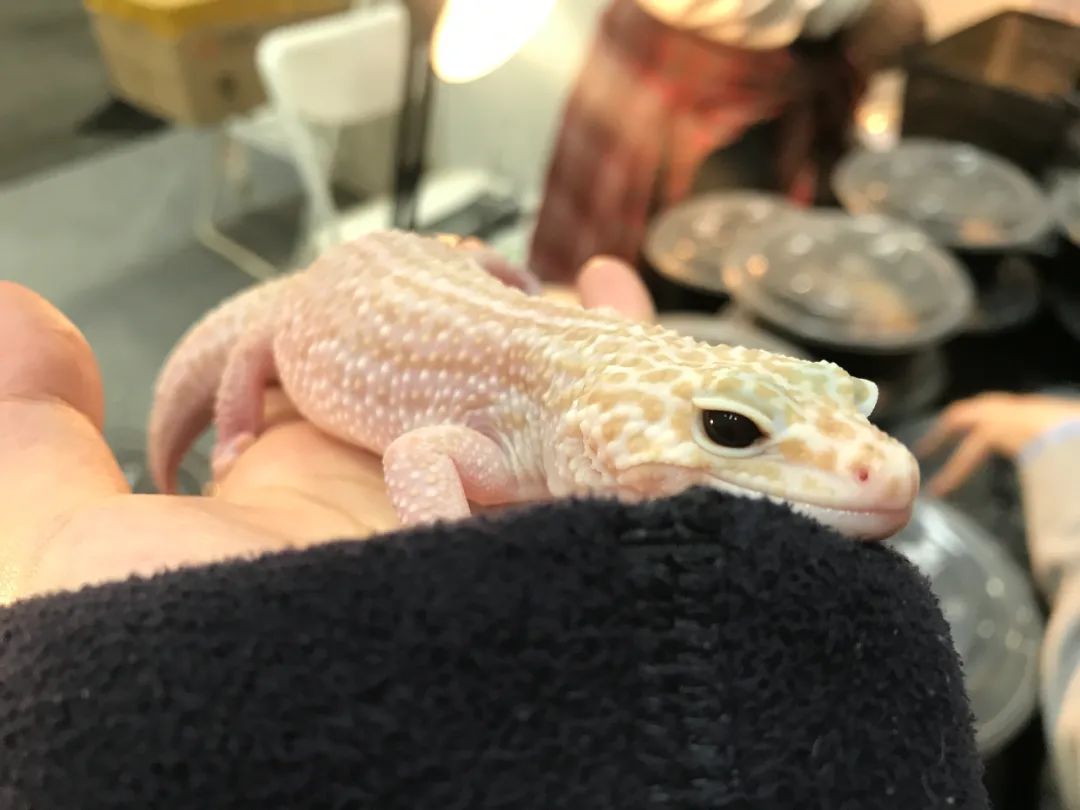 适合孩子室内养的小宠物,室内适合养的中小型宠物