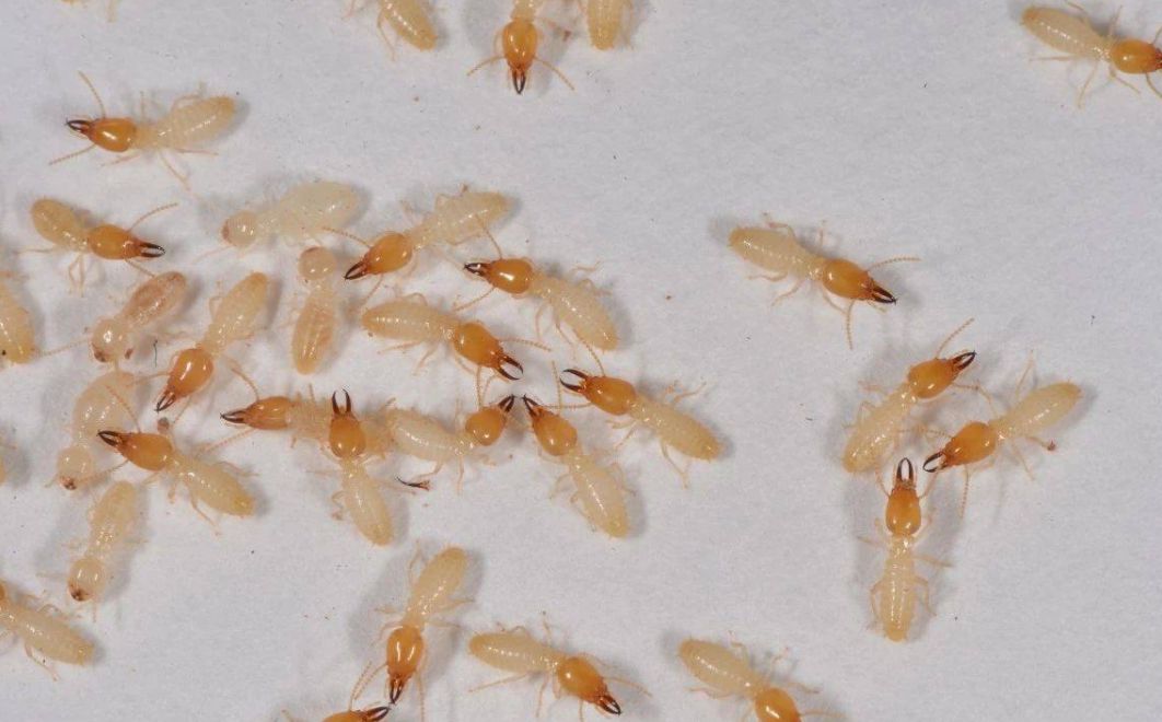 灭白蚁药在哪儿买,特密得白蚁药使用方法