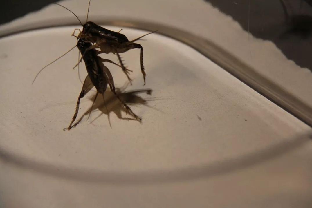 山东小古镇蟋蟀卖出3个亿,山东蟋蟀农村交易