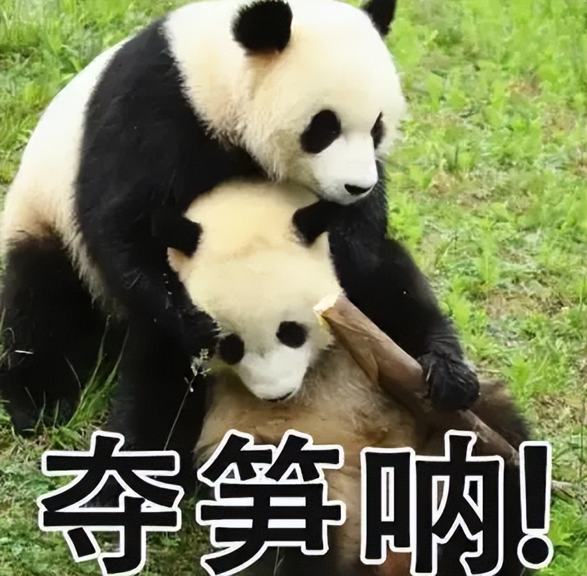 44岁刘涛变得越来越年轻了,43岁刘涛容颜耐看