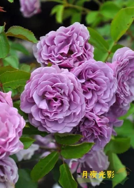 常见切花月季一览（45）