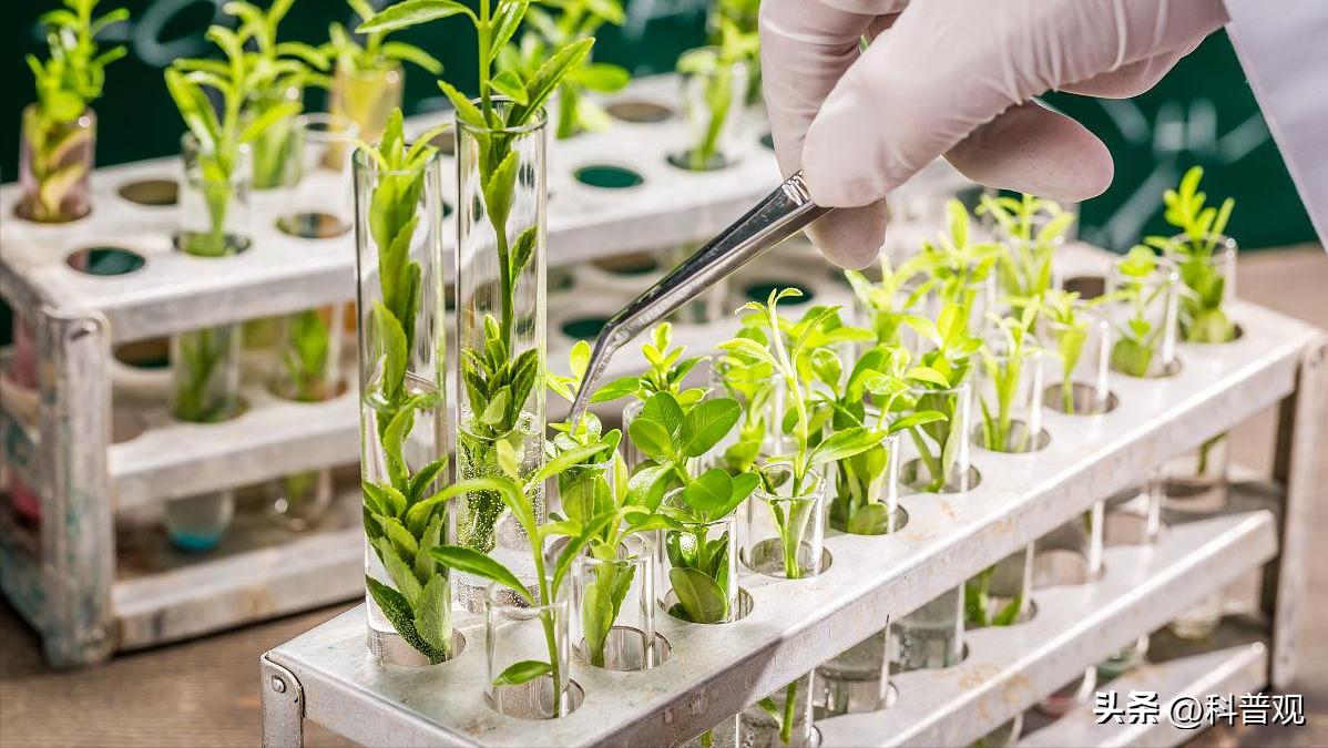 日本垄断中国市场百分之多少,日本垄断的西兰花