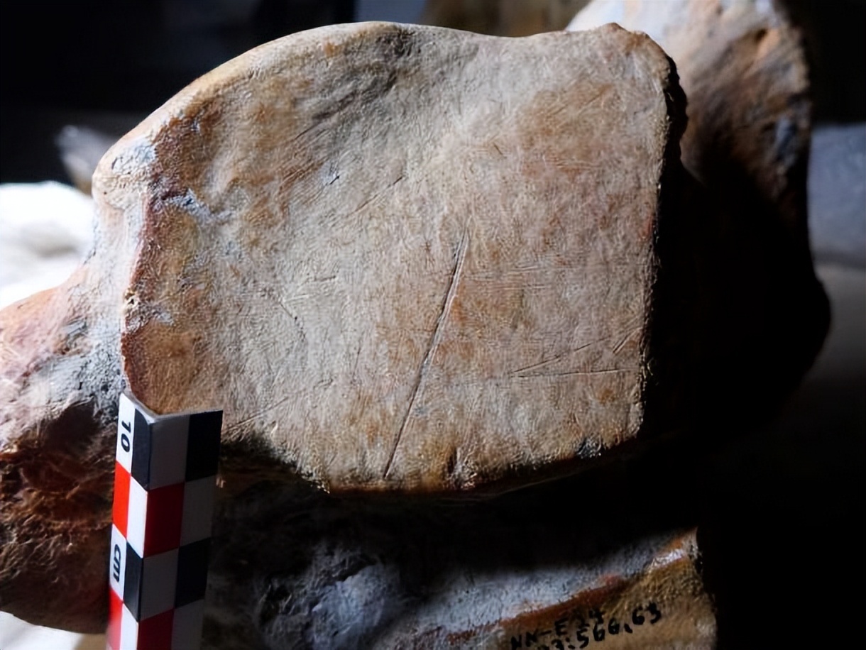 巨象狩猎揭示了新兴尼安德特人的生存现象