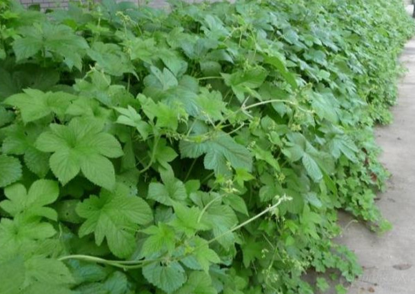 花园要打理得好先除杂草,春天草坪长杂草这样做除草更简单