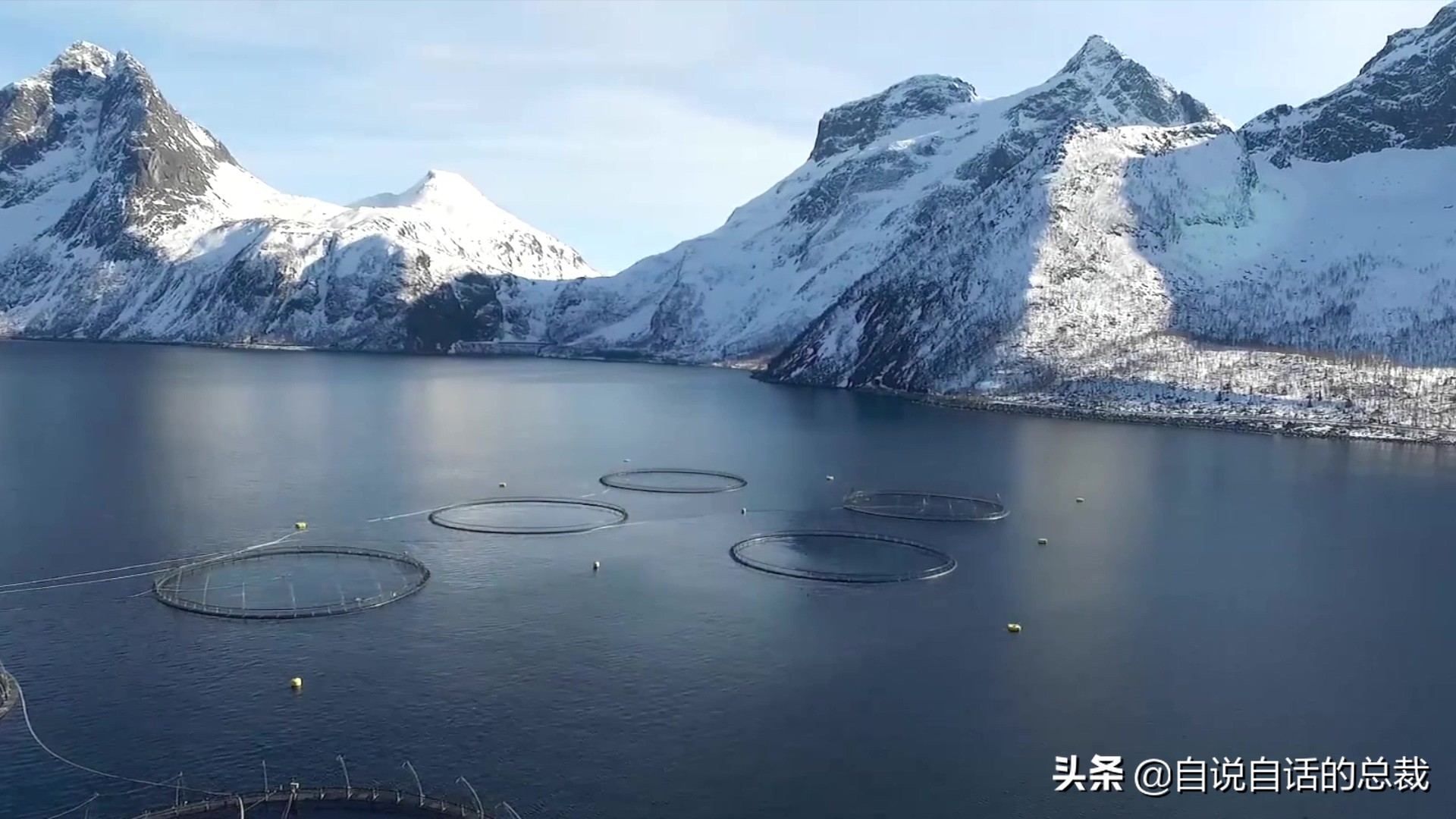 国内的假三文鱼是什么鱼,哪种才是真正的三文鱼