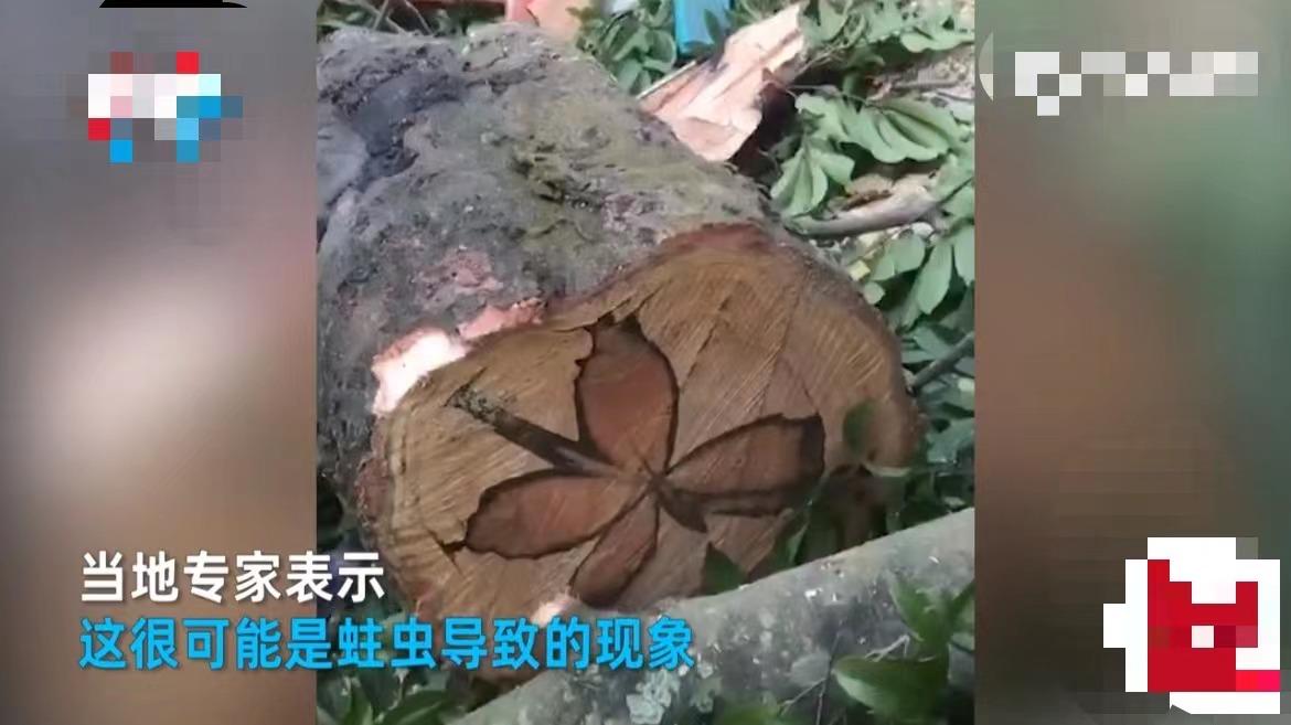 越南木工发现兰花印记,越南木工发现兰花