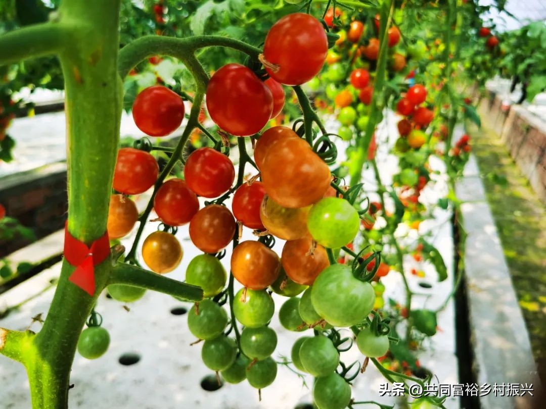 it精英的行业,鱼菜共生盈利商业模式