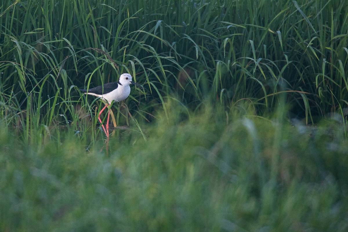 佳能行摄中国,佳能n100行摄之旅