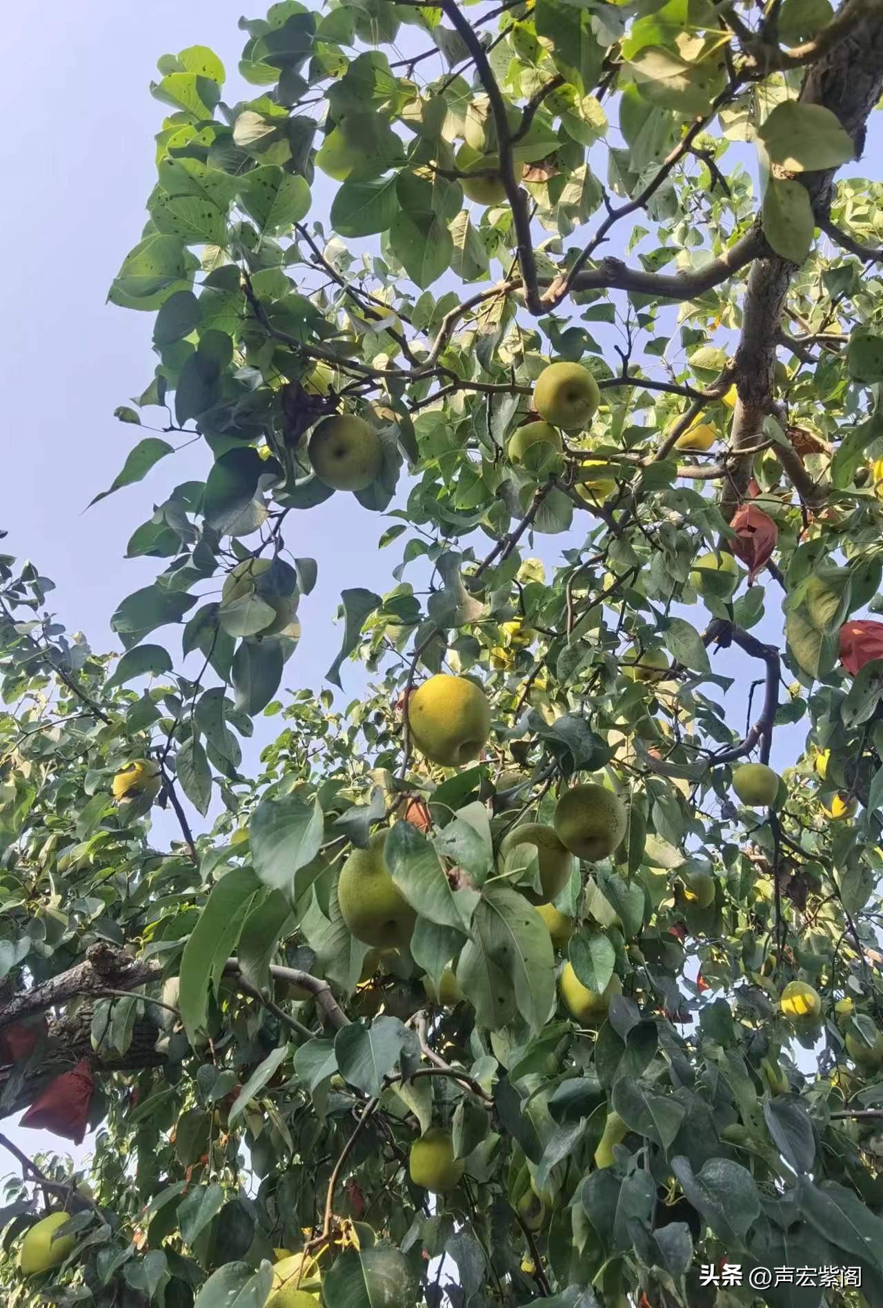 河北赵县大学生回家种出有机梨,回村创业种植苹果梨前景怎么样