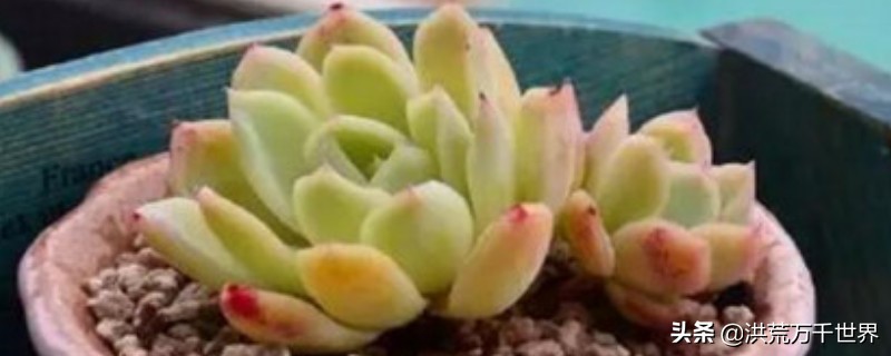 仙女杯多肉怎么养出白霜,多肉长白霜枯萎