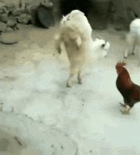 女婿发错信息给丈母娘新闻,女婿错把信息发给岳母怎么回复