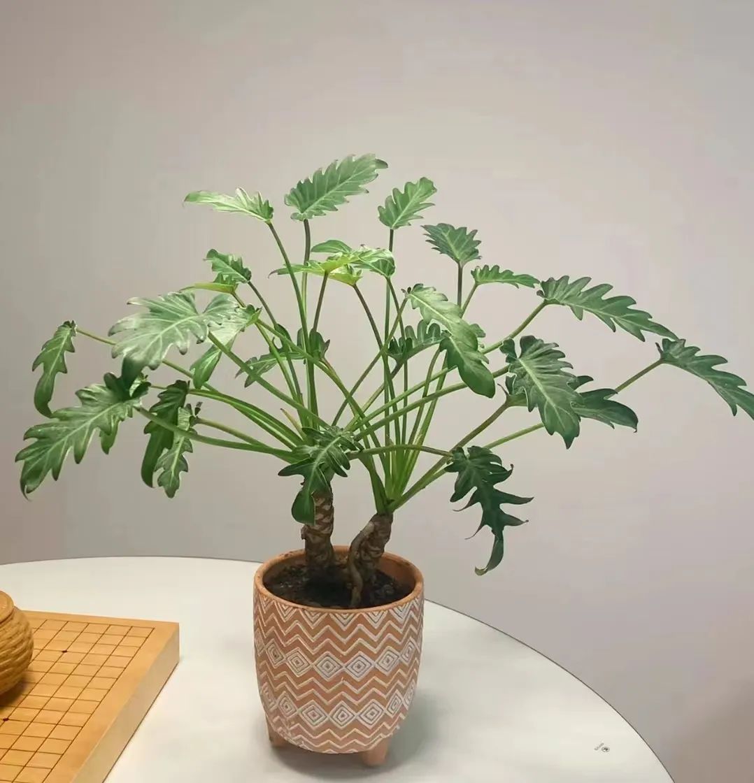 蔓绿绒品种图片大全,蔓绿绒品种图片图文