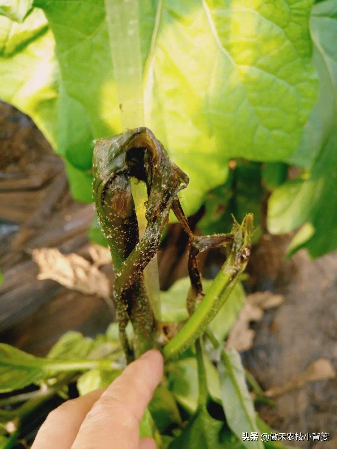 农作物软腐病怎样防治效果好？农民只需用好这几招