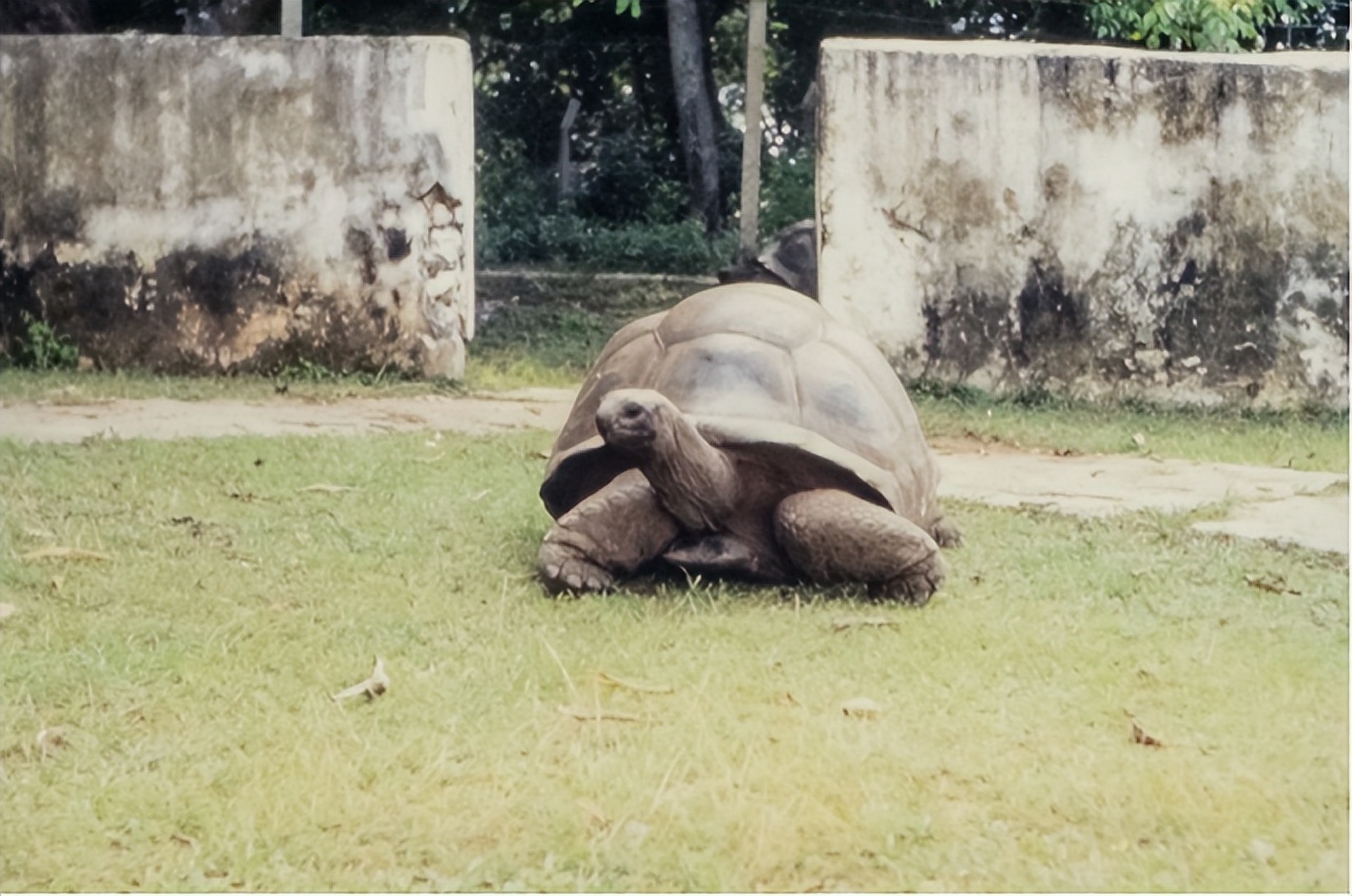 尴尬！一对乌龟在交配时惨变化石！4700万年后还要被人围观