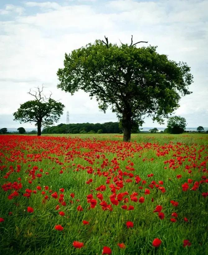 2022年壬寅年虎年日历表,2022年壬寅年开始走甲戌大运