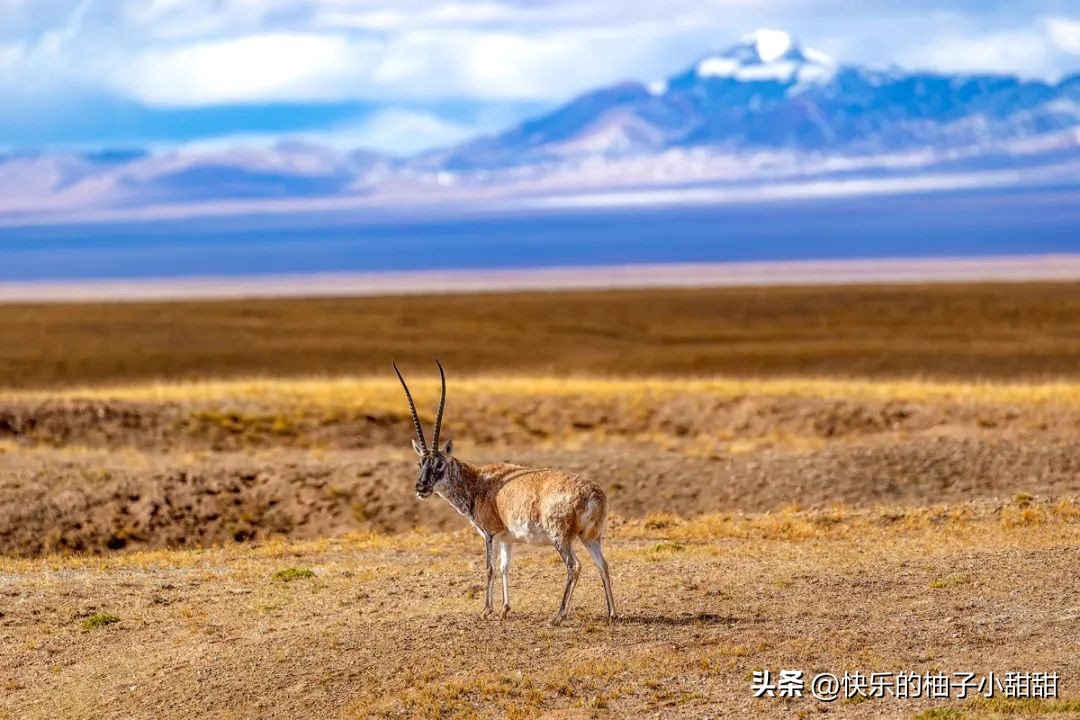 绌胯秺鍥涘ぇ鏃犱汉鍖哄彲鍙タ閲岀涔濆ぉ,鍙彲瑗块噷鏋侀檺涔嬫梾