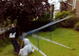 100个难得一见照片，砍伐巨树，运输军舰的巨轮，治疗风湿病的熊