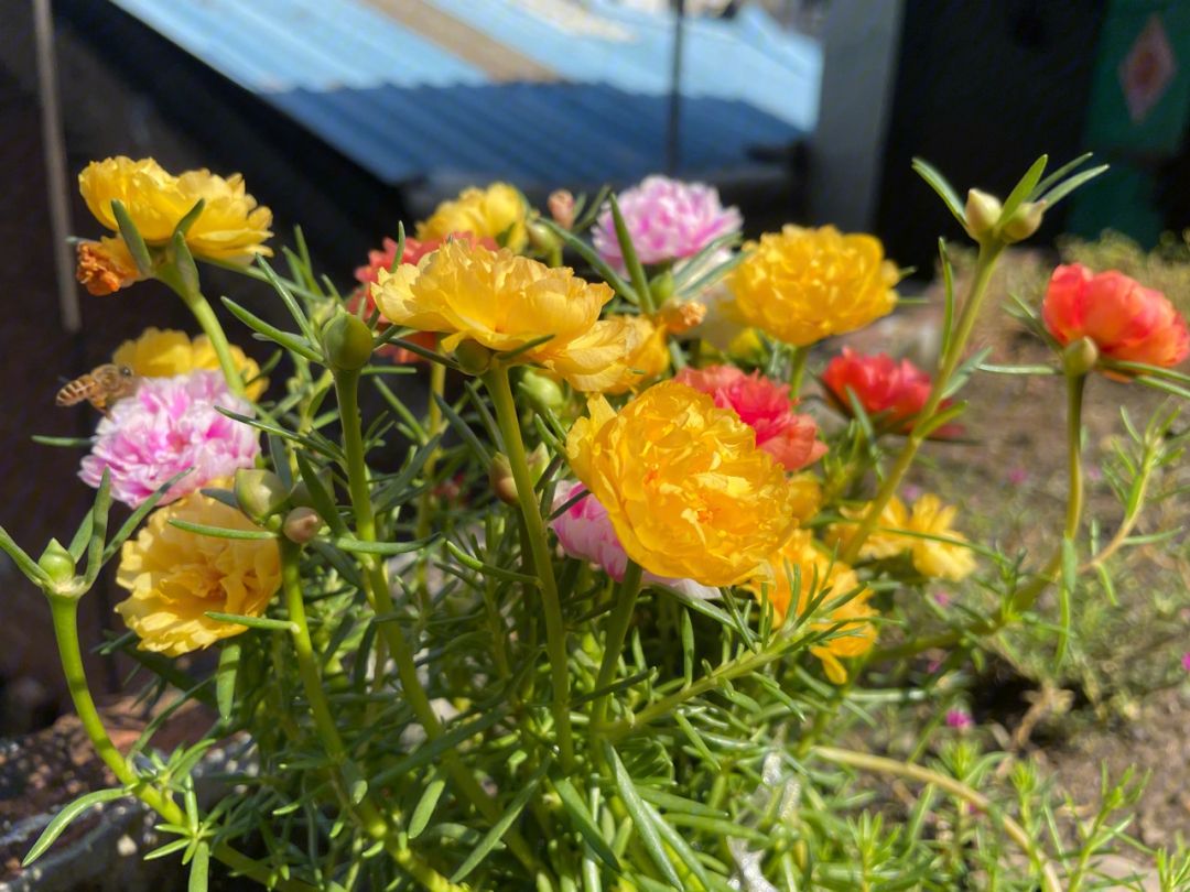 春天来了这5种花赶快扦插,春季来了养花不可少