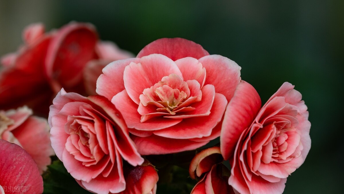 丽格海棠扦插后怎么养护,丽格海棠花用什么花土养护