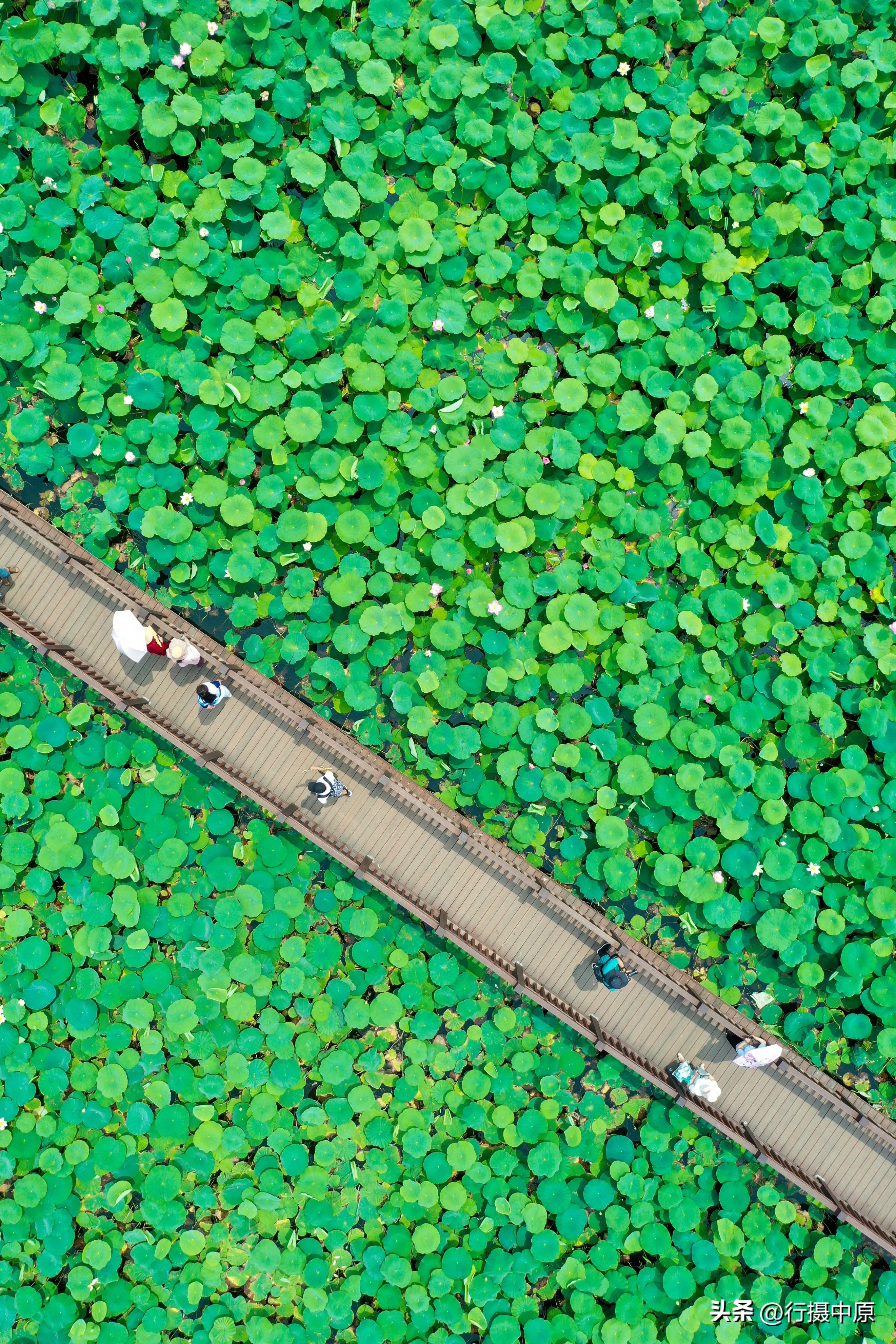 接天莲叶无穷碧为什么不是荷叶,接天莲叶无穷碧形容荷叶多的词语