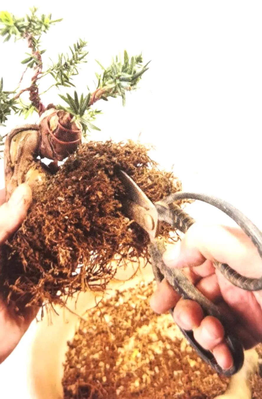 舍利红豆杉盆景,红豆杉老桩盆景怎么修剪