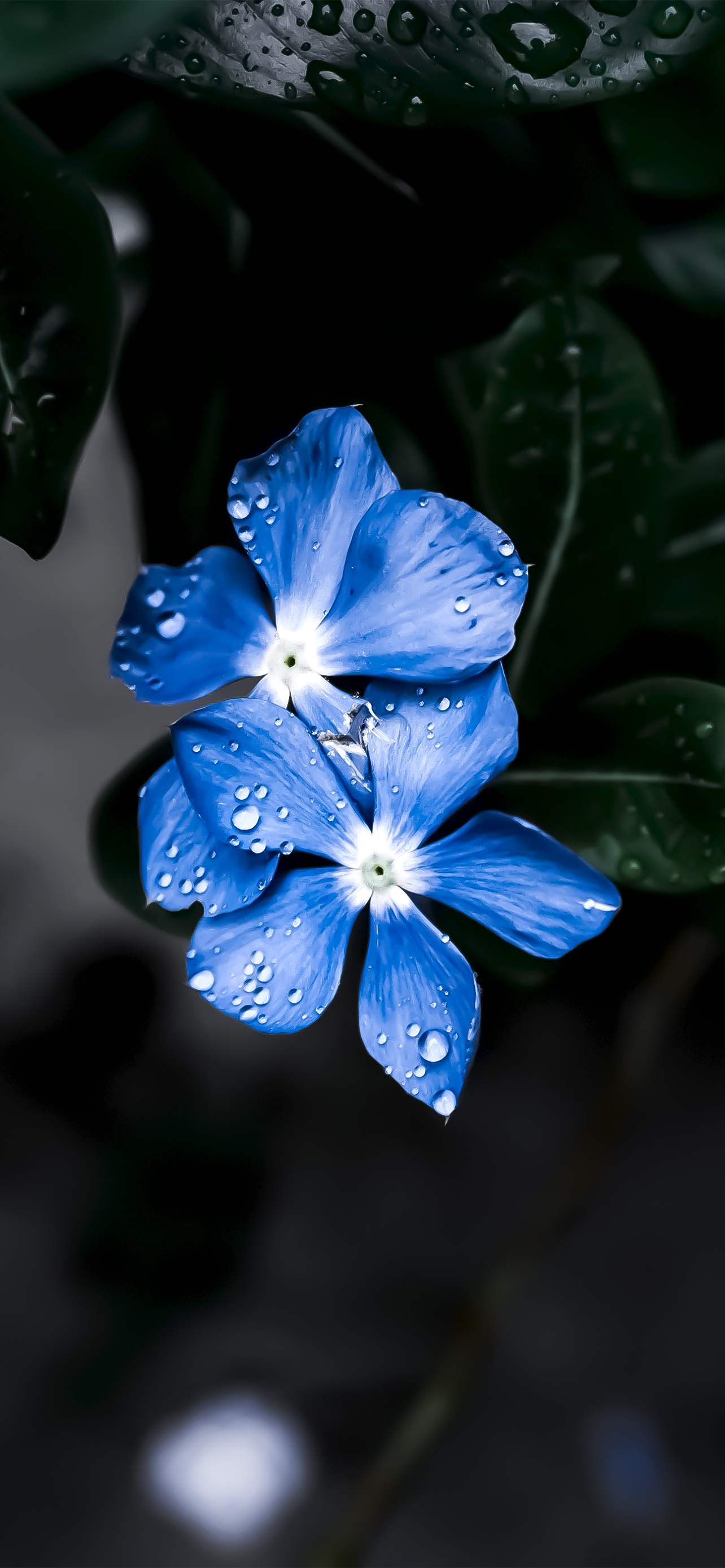 超清黑色花朵全面屏手机壁纸,苹果ios壁纸超清4k全面屏