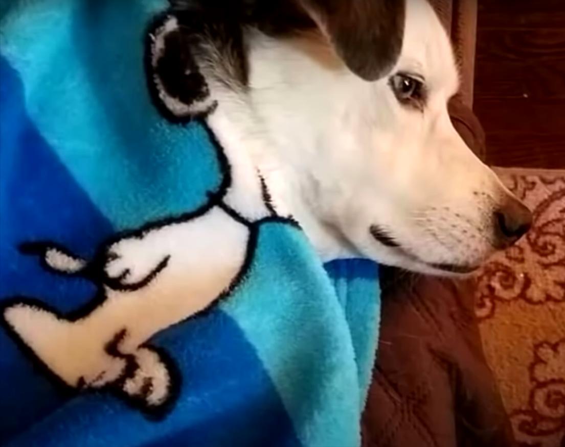 20张让人开怀大笑的猫咪照片,100张有趣猫咪照