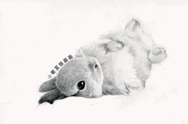 兔年怎么画一个好看的兔子,兔年到了怎么画一只兔子