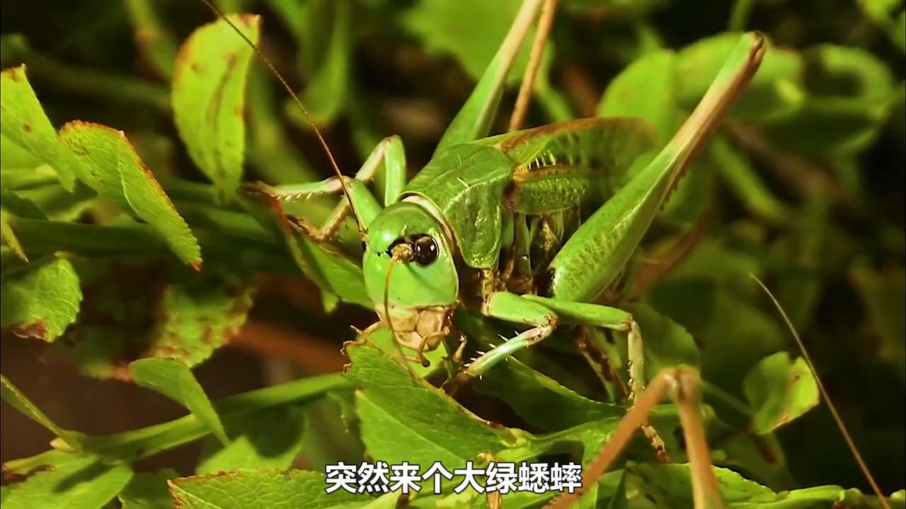 神奇大自然纪录片动物世界,神奇大自然纪录片南极