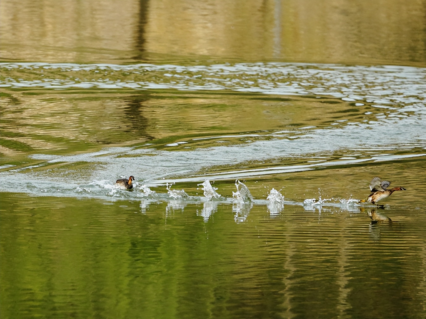 “跳动的数字郑州”：“智慧大脑”提升“生态颜值”