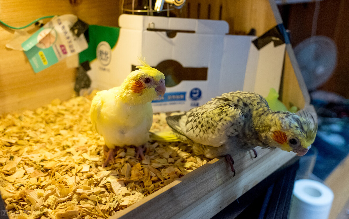 玄凤着凉拉稀能自愈吗,玄凤雏鸟着凉站不起来