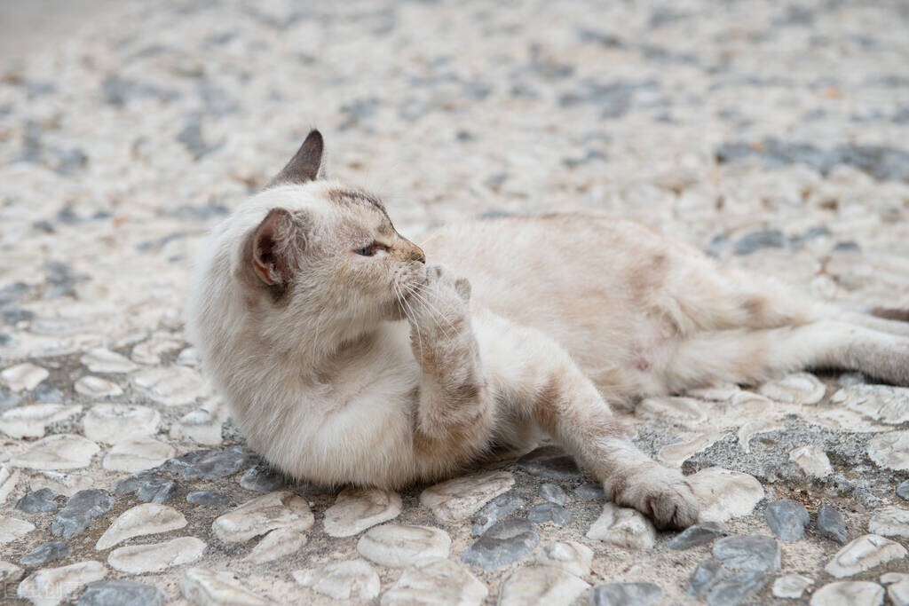 猫咪戴脖圈怎么吃饭喝水,戴了头套的猫咪怎么吃饭喝水